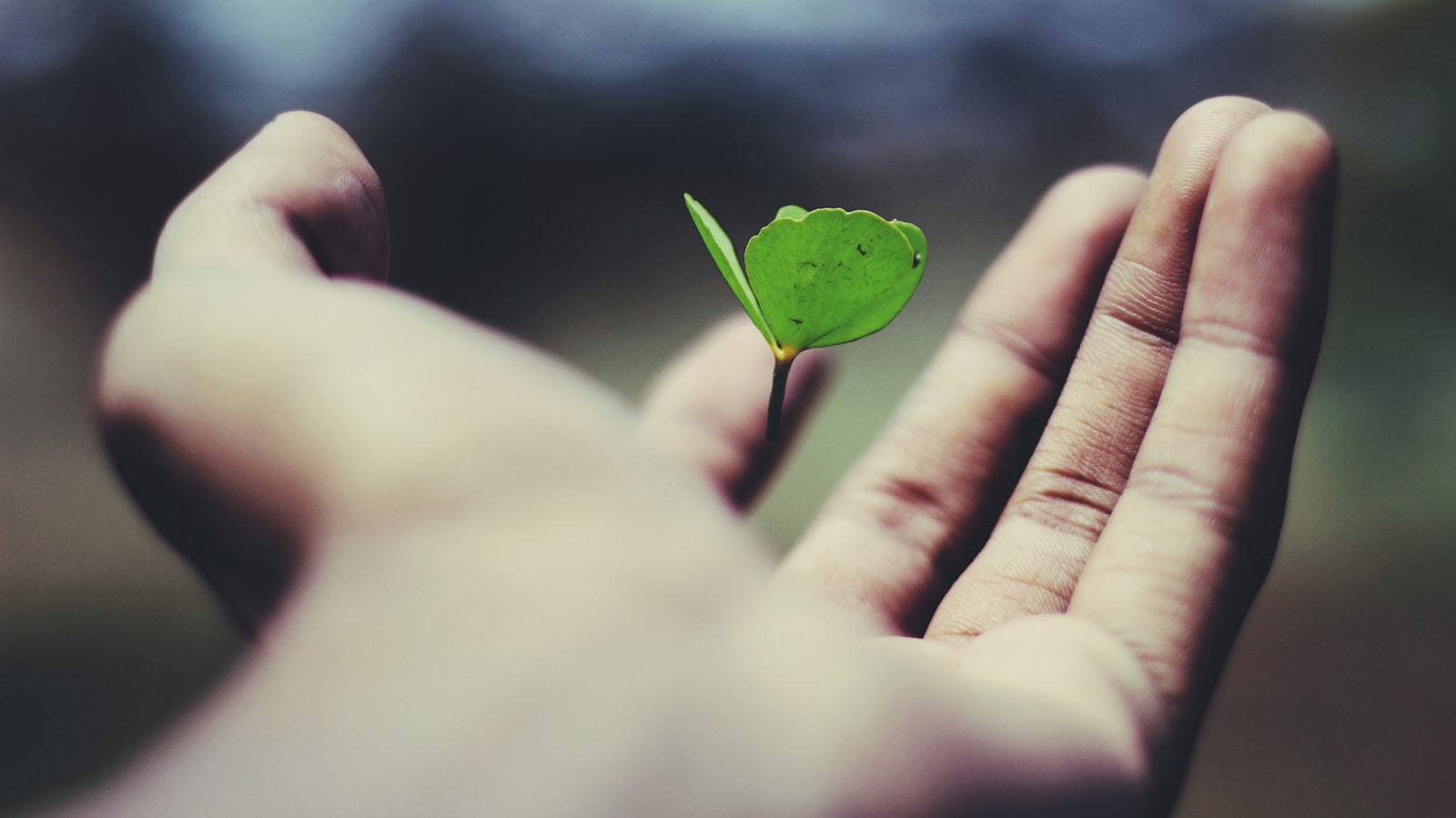 Photo by name_ gravity floating green leaf plant on person's hand