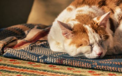 Apple Search Ads: 4 stvari koje oglašivači moraju znati i 6 najboljih praksi za povećanje instalacija aplikacija