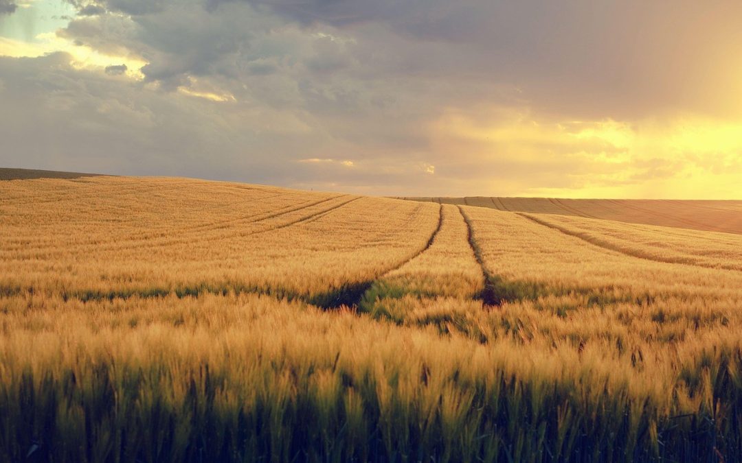 Razlike između search oglasa i display oglasa te kada koristiti svaku vrstu