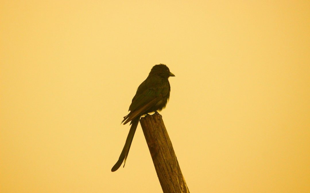 Kako platforme na strani potražnje omogućuju širi doseg i kupnju oglasa