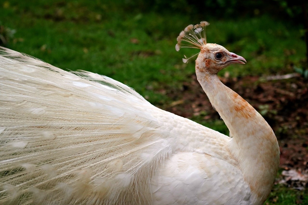 Kako platforme na strani potražnje omogućuju širi doseg i kupnju oglasa
