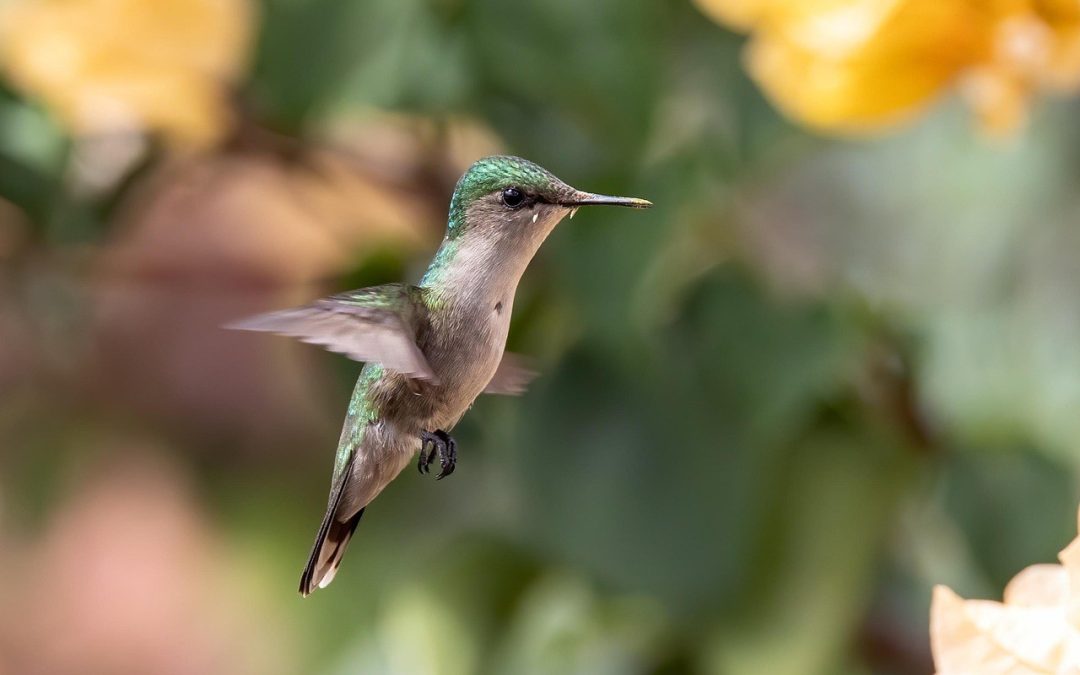 Što je pre-roll oglas i zašto ga koristiti