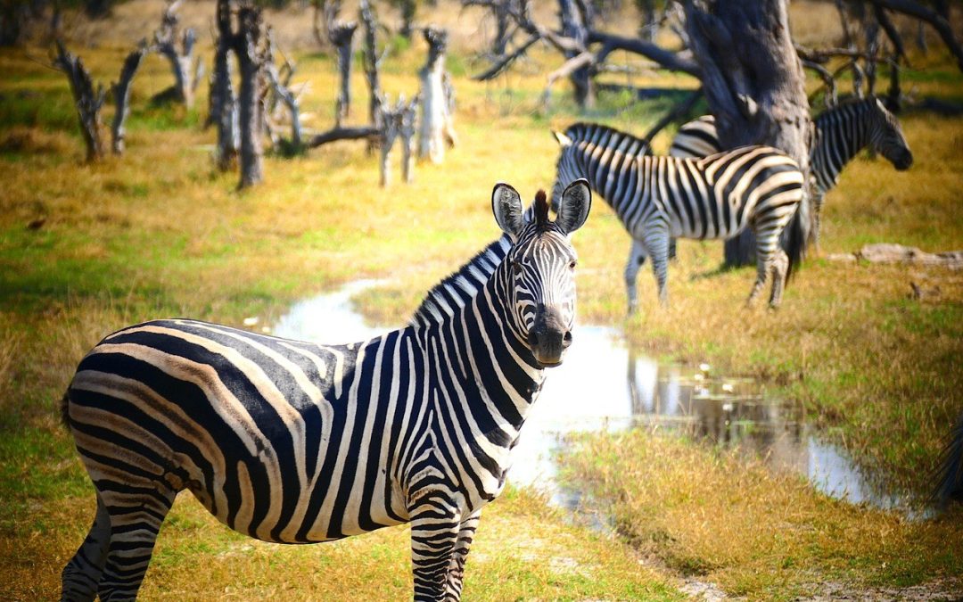 YouTube konačno otkrio prihode od oglašavanja i što to znači za marketinške stručnjake