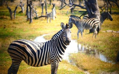 YouTube konačno otkrio prihode od oglašavanja i što to znači za marketinške stručnjake