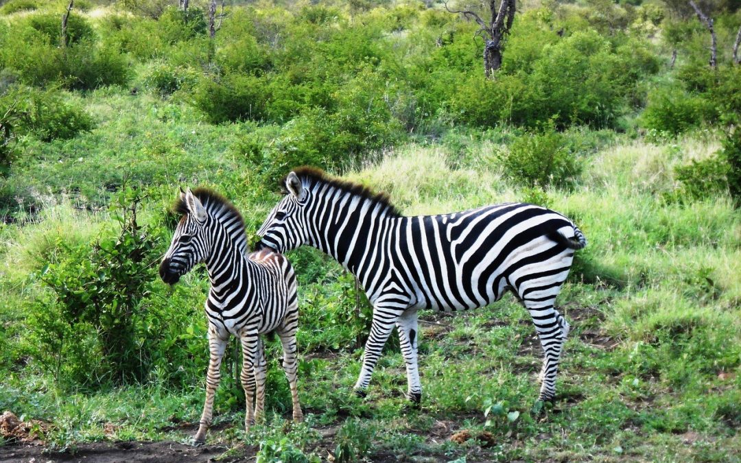 Kako su se Instagram oglasi razvili kako bi oglašavanje postalo profitabilnije