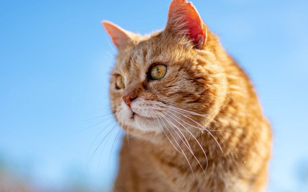Što je cross-channel oglašavanje i zašto je važno za vaše kampanje
