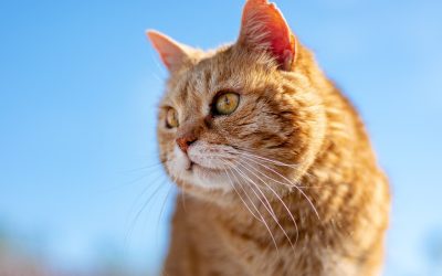 Što je cross-channel oglašavanje i zašto je važno za vaše kampanje