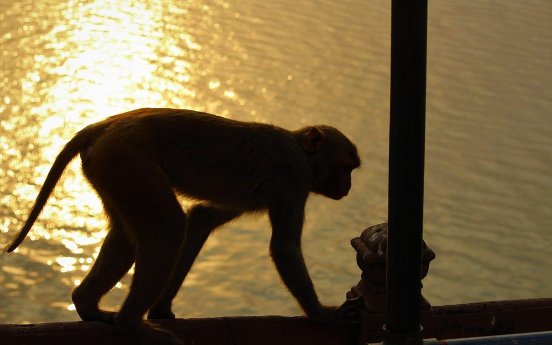 Kreirajte dojmljive video oglase uz YouTube Director Mix